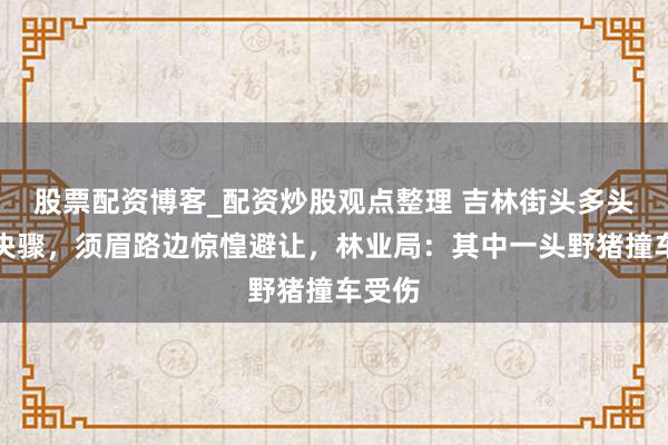 股票配资博客_配资炒股观点整理 吉林街头多头野猪决骤，须眉路边惊惶避让，林业局：其中一头野猪撞车受伤