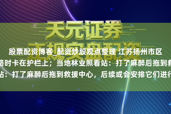 股票配资博客_配资炒股观点整理 江苏扬州市区有两只野猪转悠，过马路时卡在护栏上；当地林业照看站：打了麻醉后拖到救援中心，后续或会安排它们进行展览